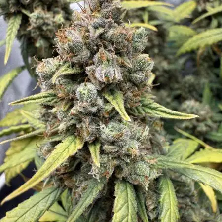 Summer Grow Epsilon F1
