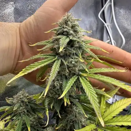 Autumn Grow