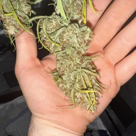 Summer Grow Epsilon F1