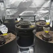 Wizard Trees Tent