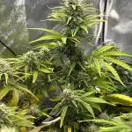 Autumn Grow