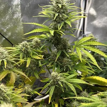 Autumn Grow