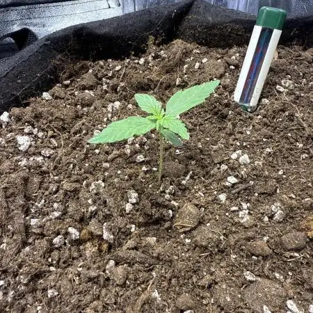Summer Grow Epsilon F1