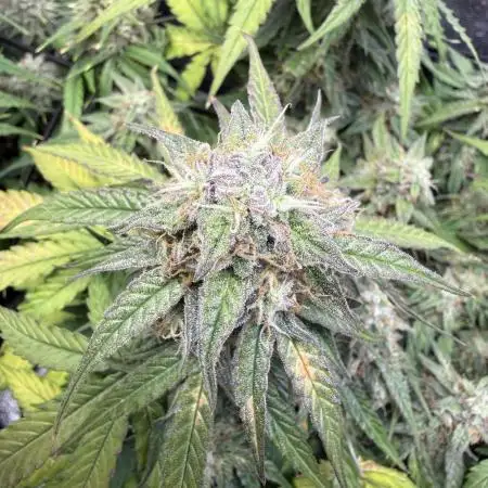 Autumn Grow