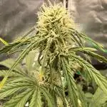 Autumn Grow