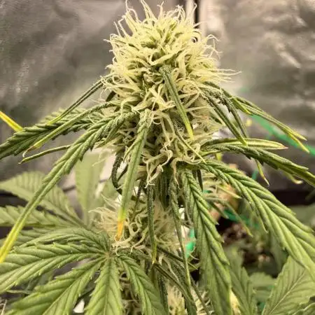 Autumn Grow
