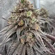 Wizard Trees Broadway Runtz 📺