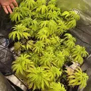 1st Living Soil , Wizard Trees