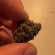 Wizard Trees Broadway Runtz 📺