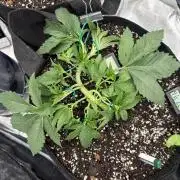 1st Living Soil , Wizard Trees