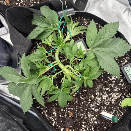 1st Living Soil , Wizard Trees