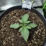 Alien vs. Triangle - Mephisto Genetics 