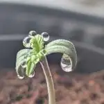 My first try