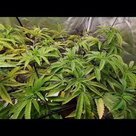 Gorilla Zkittlez