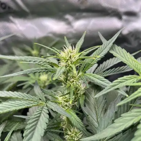 RQS: Easy Bud. Beginner‘s first grow.