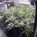 RQS: Easy Bud. Beginner‘s first grow.