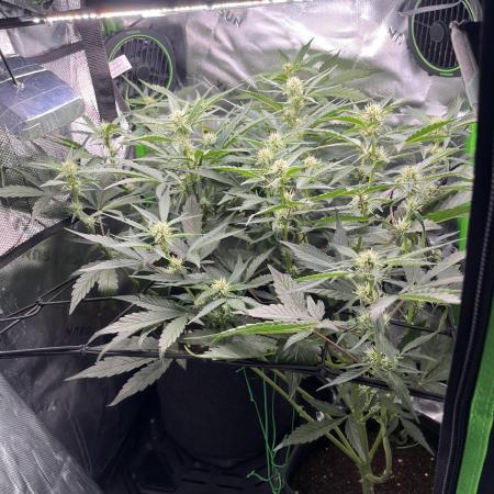 RQS: Easy Bud. Beginner‘s first grow.