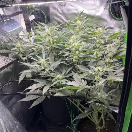 RQS: Easy Bud. Beginner‘s first grow.