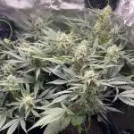 RQS: Easy Bud. Beginner‘s first grow.