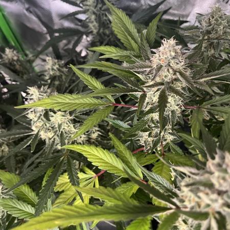 RQS: Easy Bud. Beginner‘s first grow.