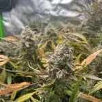 RQS: Easy Bud. Beginner‘s first grow.