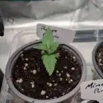 Papaya Cookies Auto von FastBuds