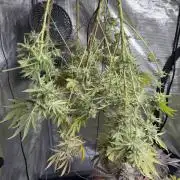 Mission Log: 10th Planet+ Durban Cookies