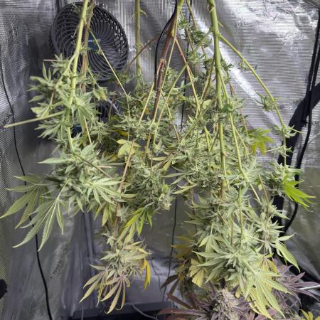 Mission Log: 10th Planet+ Durban Cookies