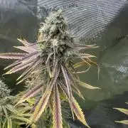 Mission Log: 10th Planet+ Durban Cookies