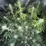 Mission Log: 10th Planet+ Durban Cookies