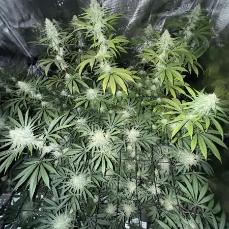 Mission Log: 10th Planet+ Durban Cookies