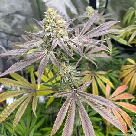 Mission Log: 10th Planet+ Durban Cookies