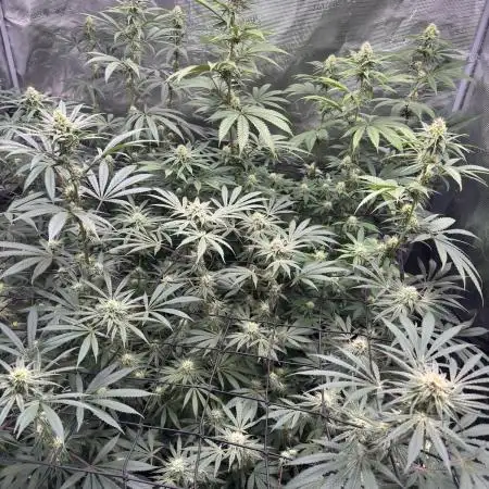 Mission Log: 10th Planet+ Durban Cookies