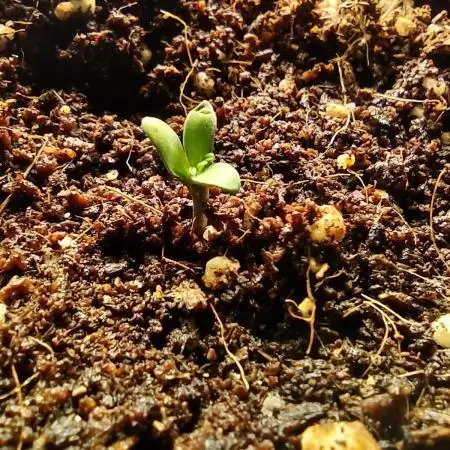 Grow #2: Fruity Freakshow
