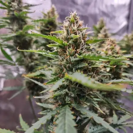 Grow #1: Auto Gorilla Grape