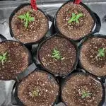 Grow #2: Fruity Freakshow