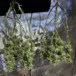 Grow #1: Auto Gorilla Grape
