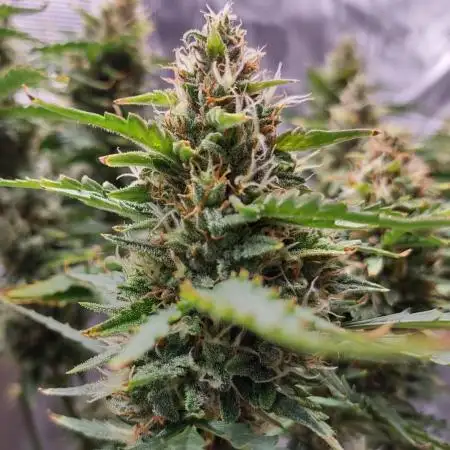Grow #1: Auto Gorilla Grape