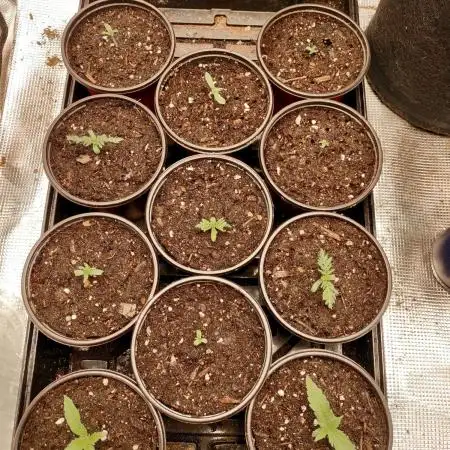 Grow #2: Fruity Freakshow