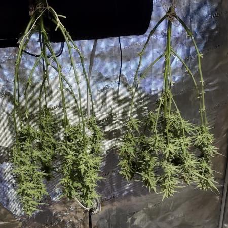 Grow #1: Auto Gorilla Grape