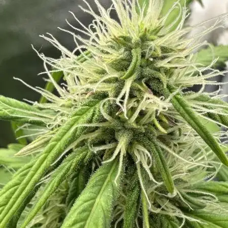 Operation KushLab feat. Panty & Punch