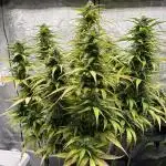 Operation KushLab feat. Panty & Punch