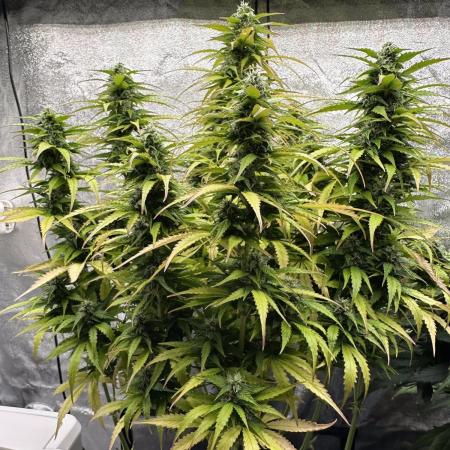 Operation KushLab feat. Panty & Punch