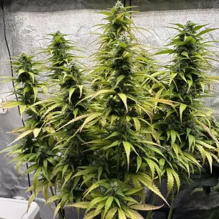 Operation KushLab feat. Panty & Punch