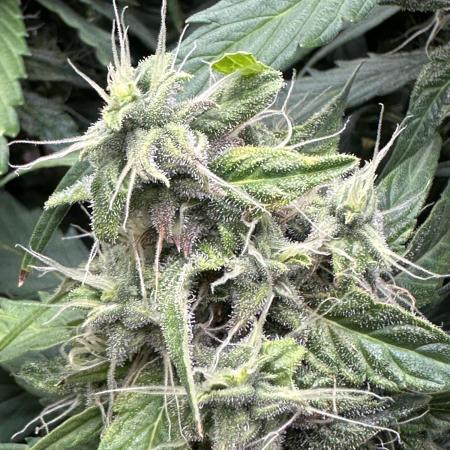 Operation KushLab feat. Panty & Punch