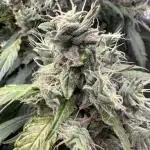 Operation KushLab feat. Panty & Punch