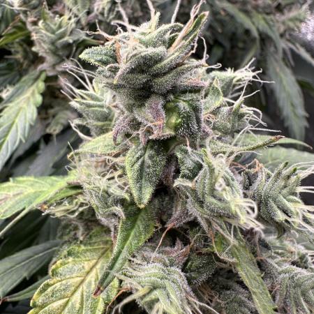 Operation KushLab feat. Panty & Punch