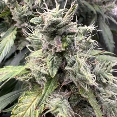 Operation KushLab feat. Panty & Punch