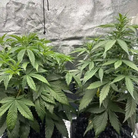 Operation KushLab feat. Panty & Punch