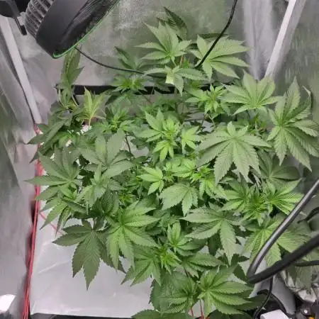 Blue gelato 41 (hydro)